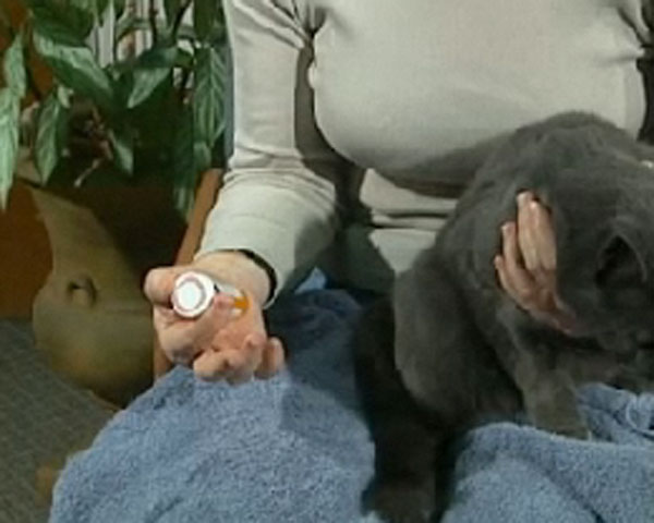 woman holding medication and grey cat