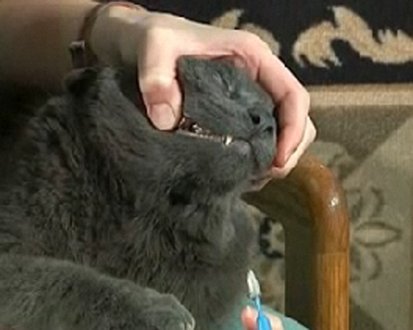 checking grey cats teeth