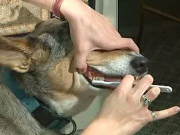 brushing dogs teeth