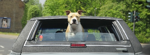 pitbull sticking head out of car window