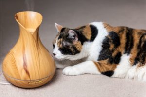 cat and diffuser
